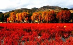 稻城旅游包車