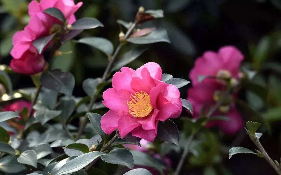 成都植物園山茶花.jpg