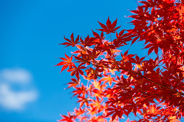 成都租車看紅葉，最全紅葉觀賞大全獻給你